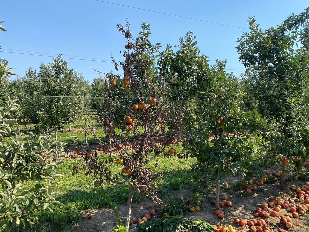 Oktoberfest & Fall Festivals