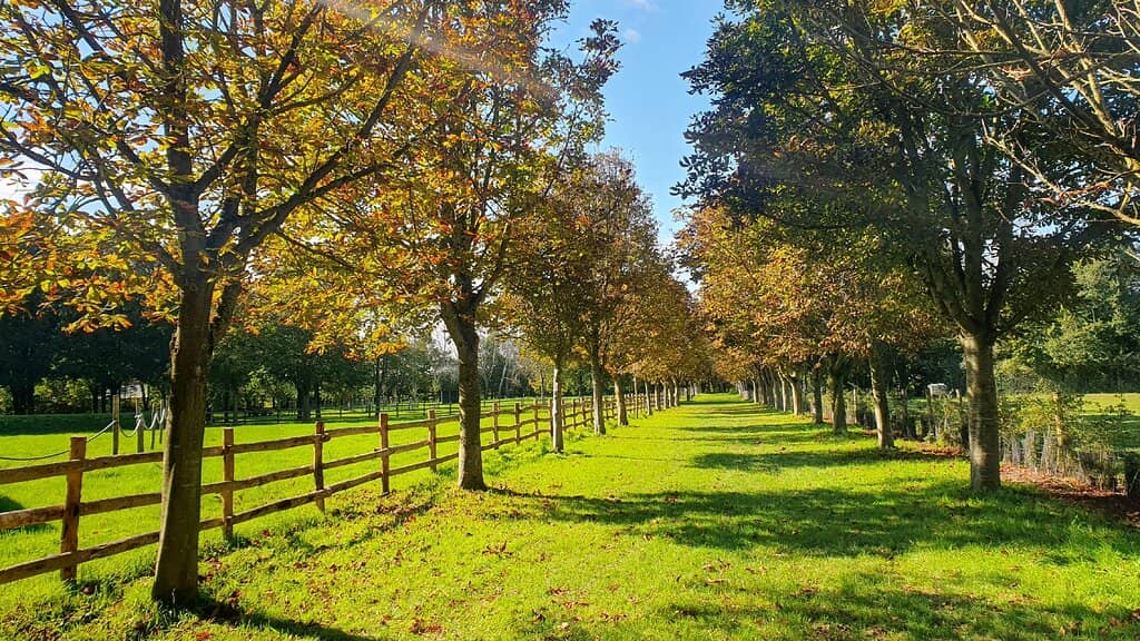 Fête de la Sorcière