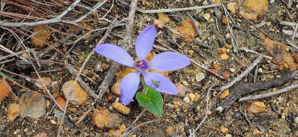 Spring Wildflower Spectacle