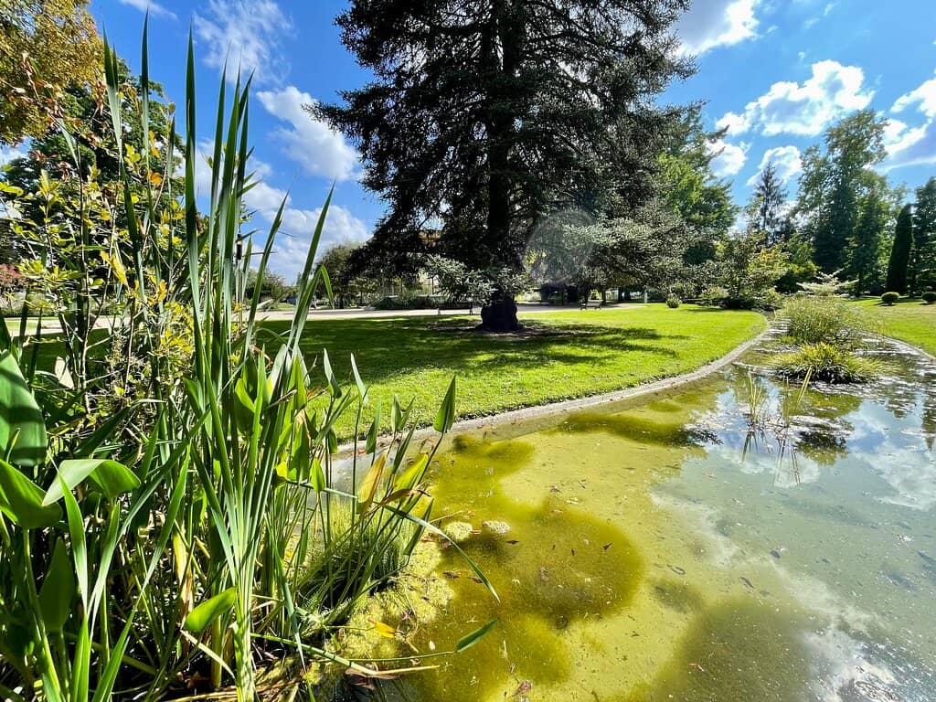 Koi Pond and Water Features