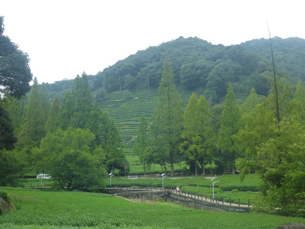 Traditional Tea Houses