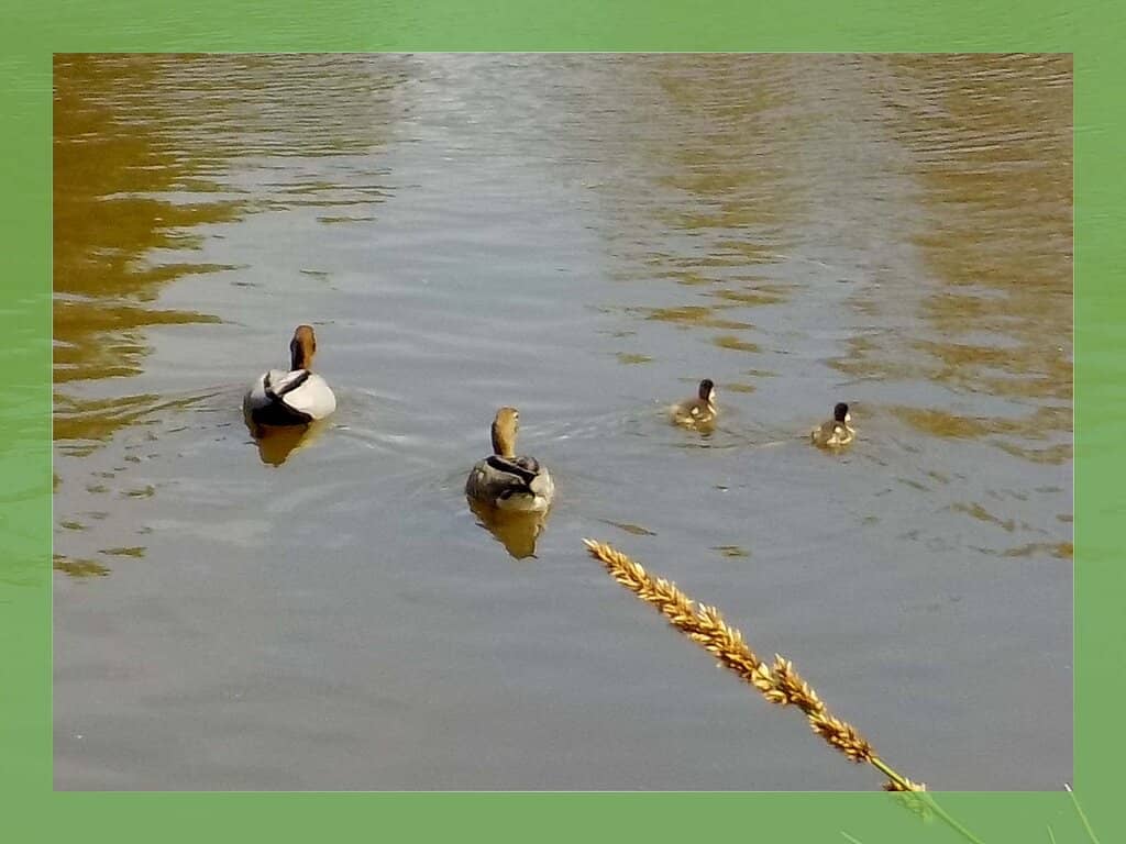 Birdwatching Paradise