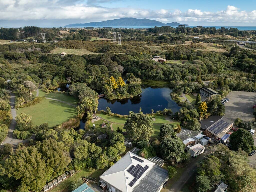 Cheeky Kea Encounters