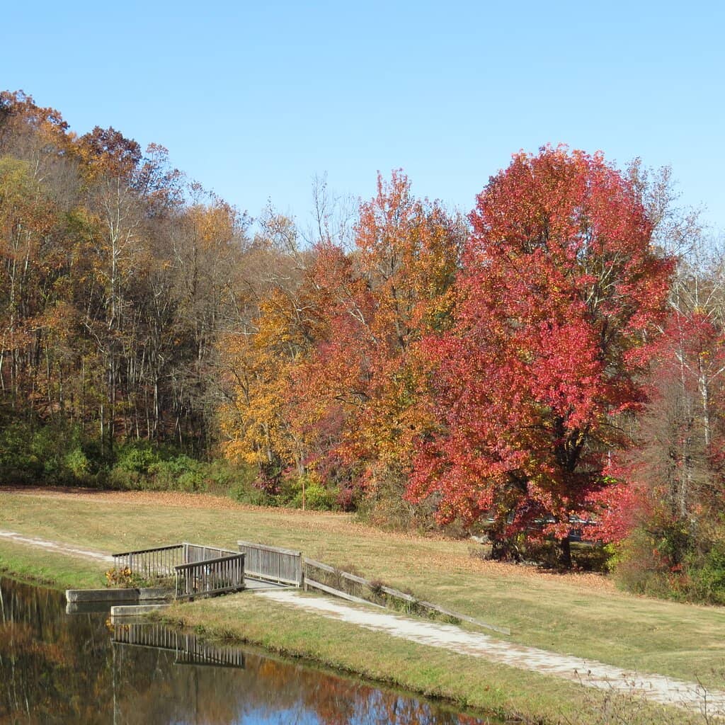 Woodland Hiking Paths