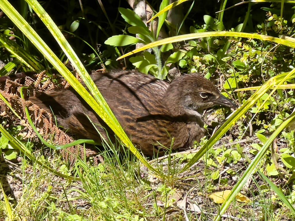 The Iconic Swing Bridge