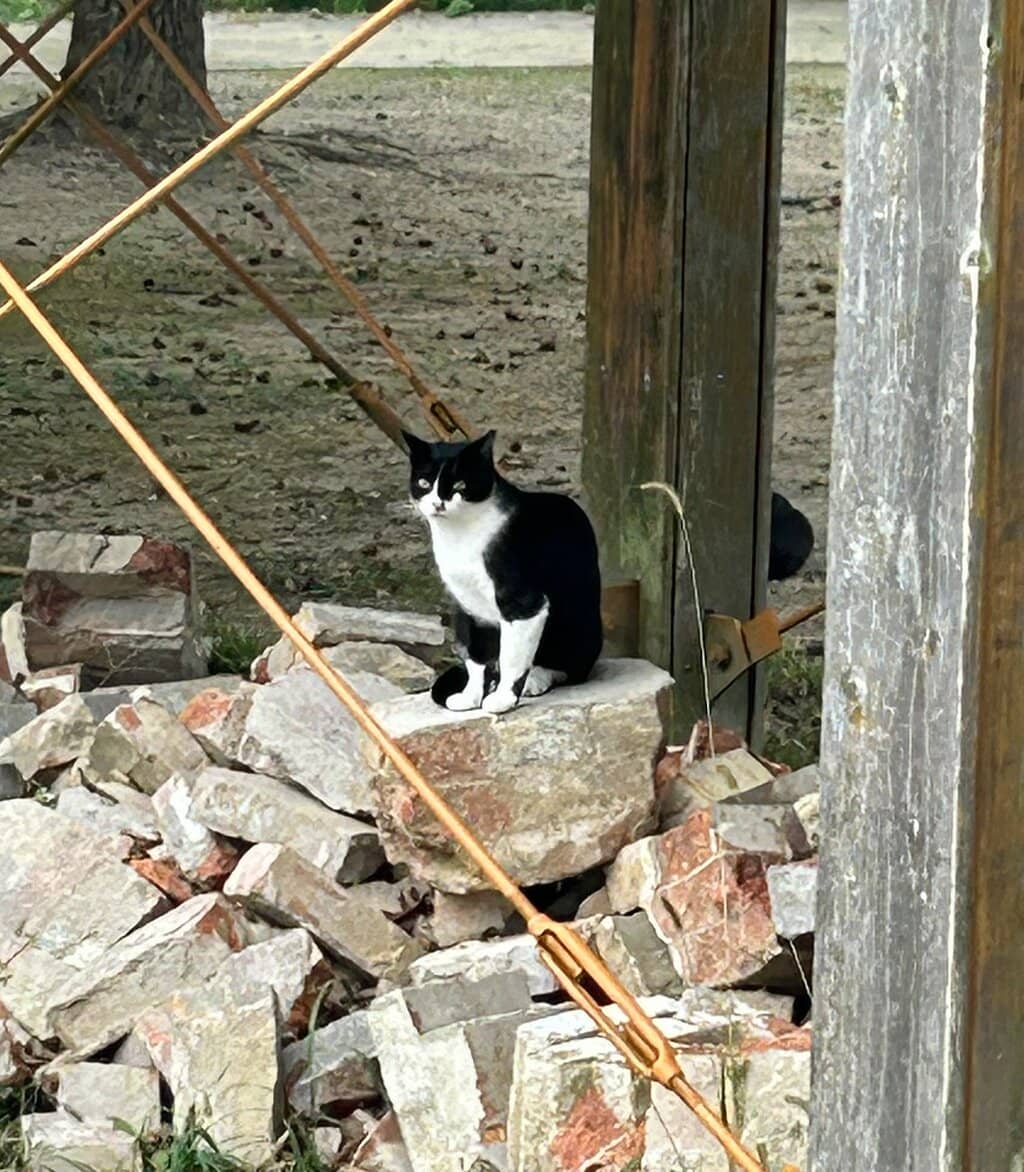 Nemophila (Baby Blue Eyes)