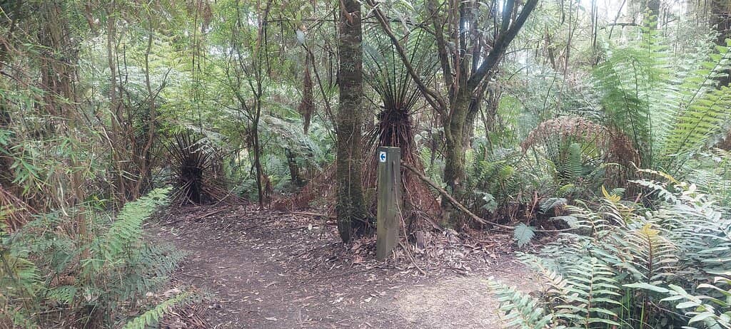 Ancient Rainforest Walk