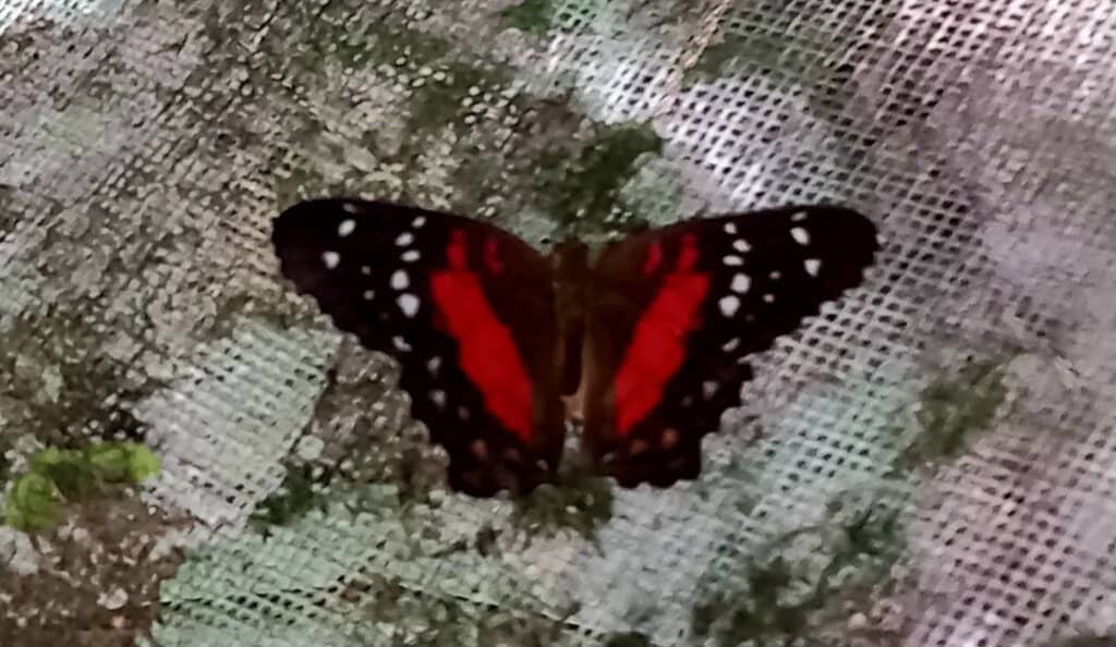 Suriname Panorama Painting