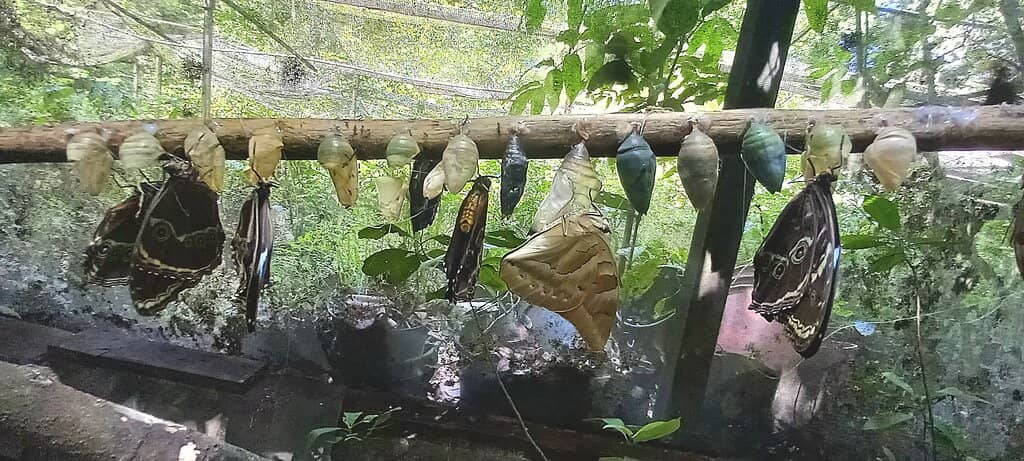 Farm Tour & Insect Museum