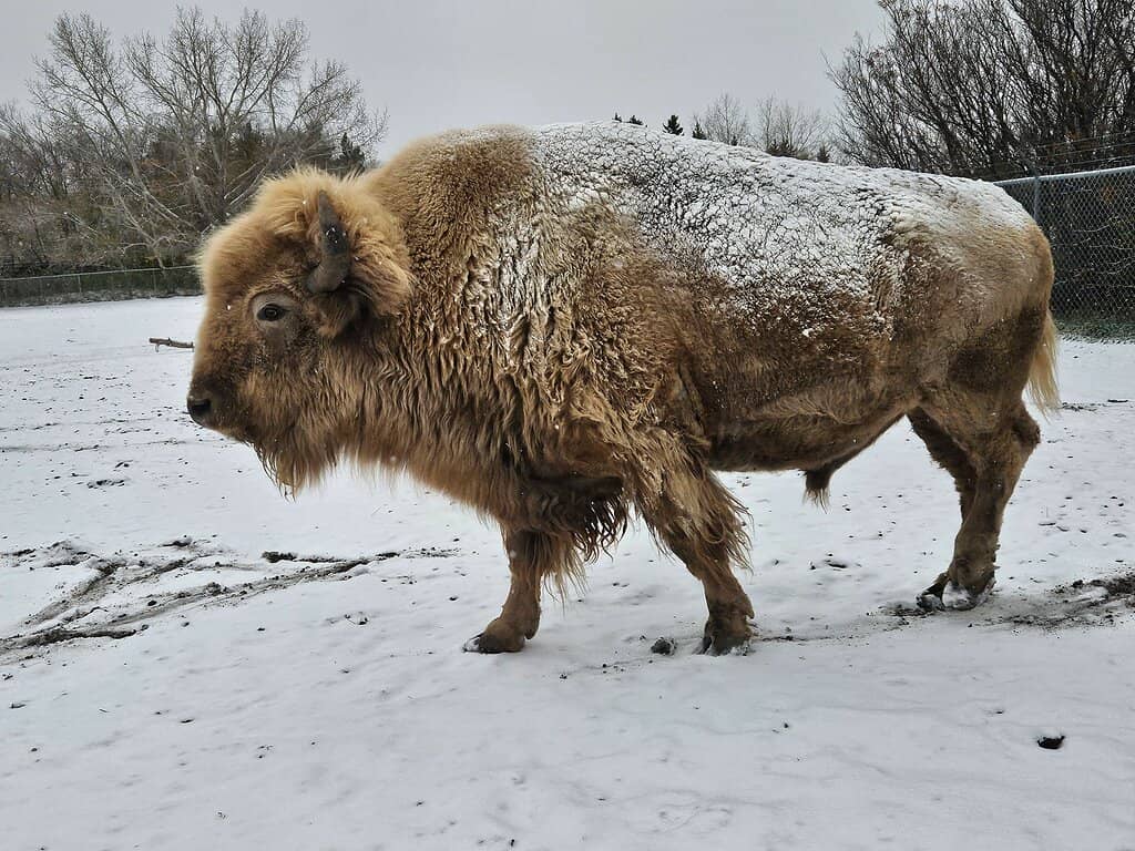 Kinsmen Express II Train Tour