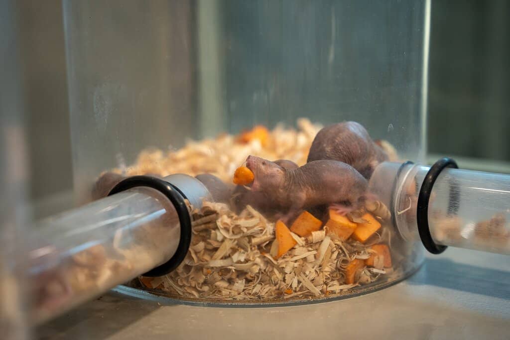 Prairie Butterfly House