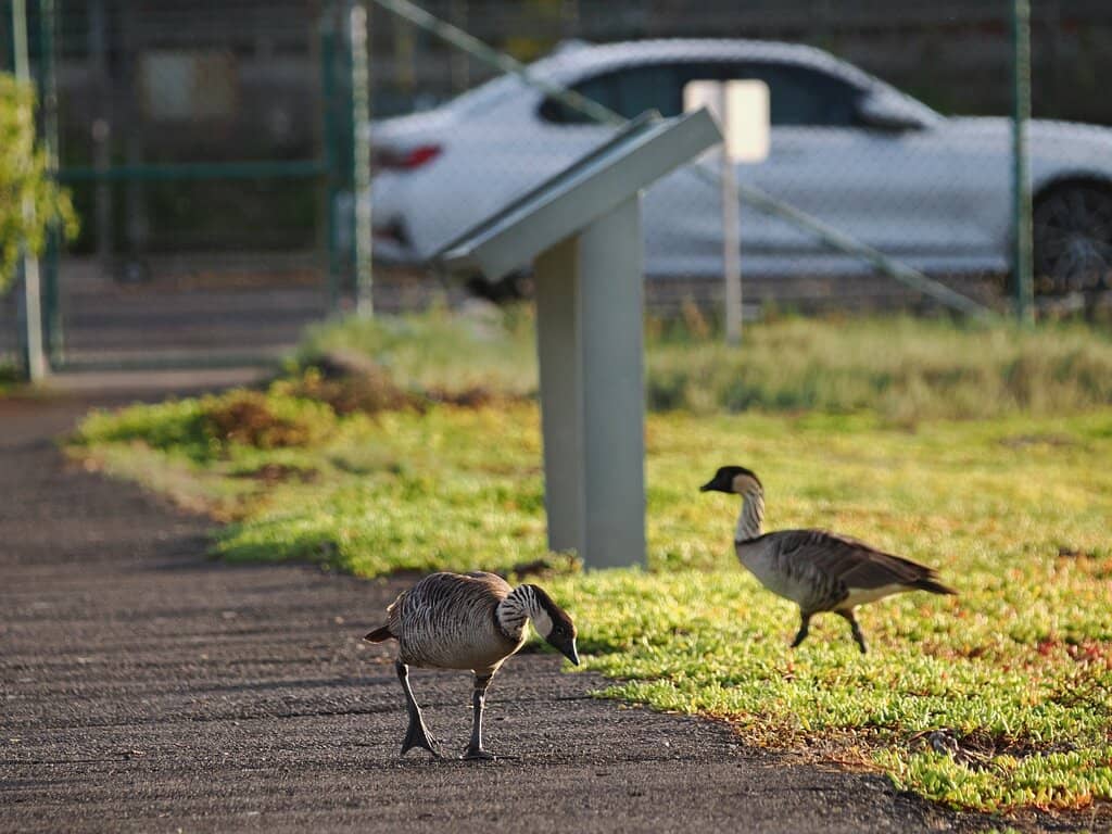 Covered Lookout Area