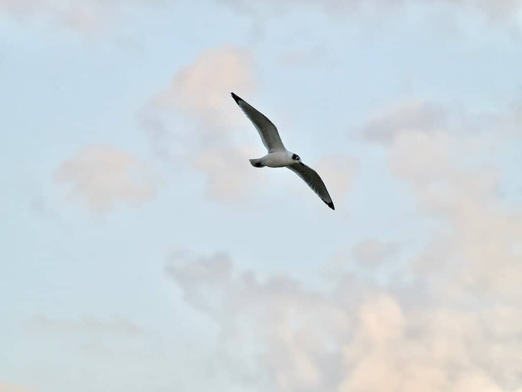 Historical Significance