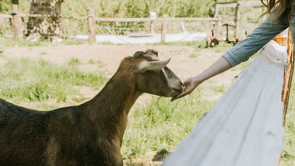 Demonstration Farm & Animals