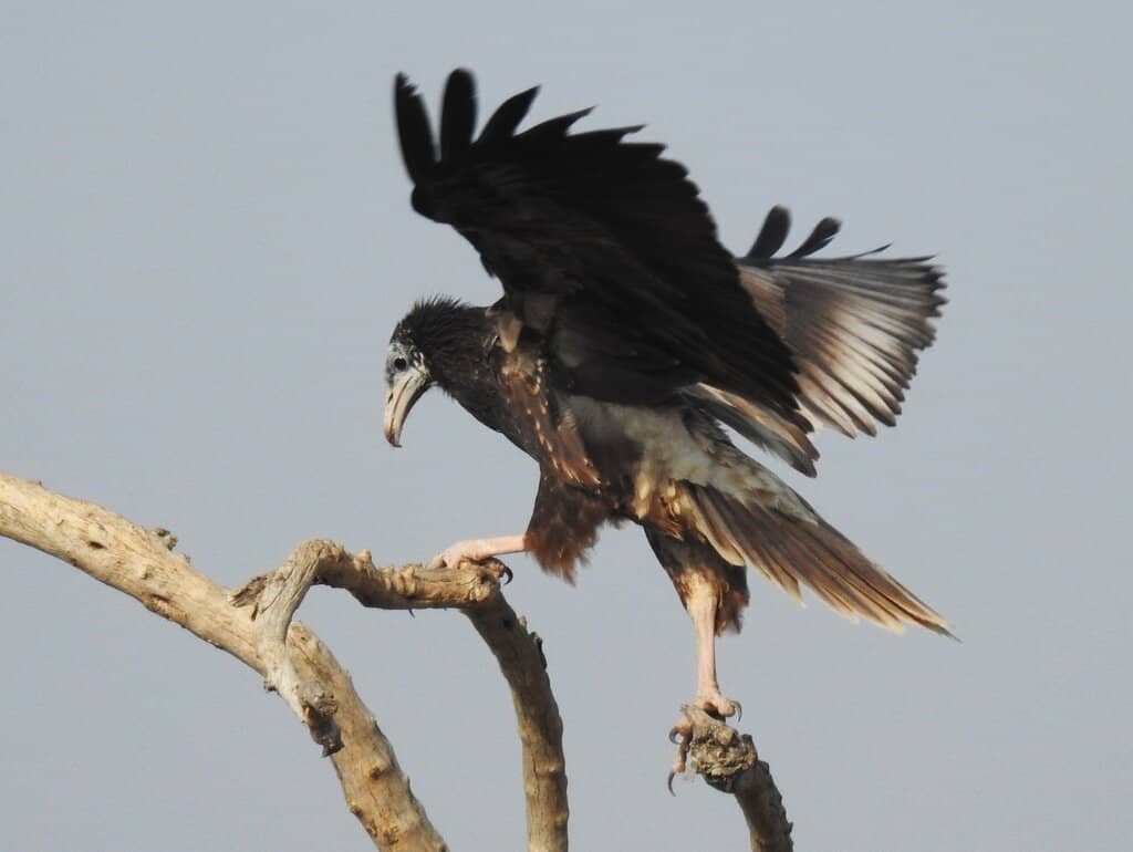Desert Wildlife Encounters