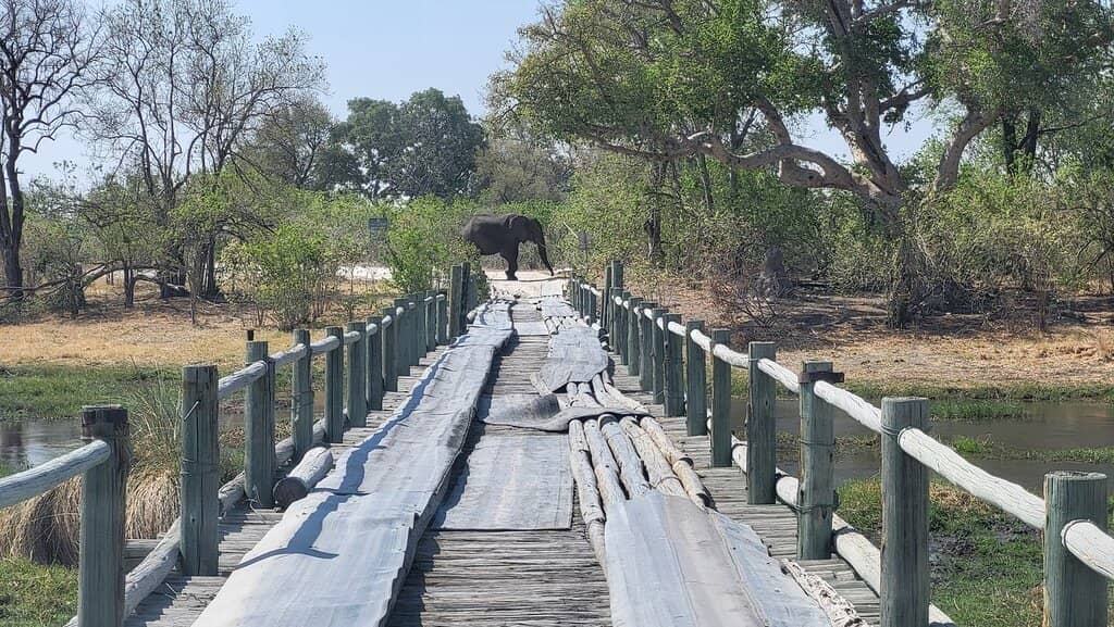 Okavango Delta Scenery