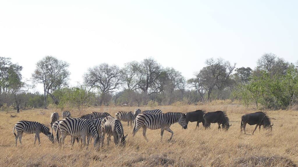 Abundant Wildlife Variety