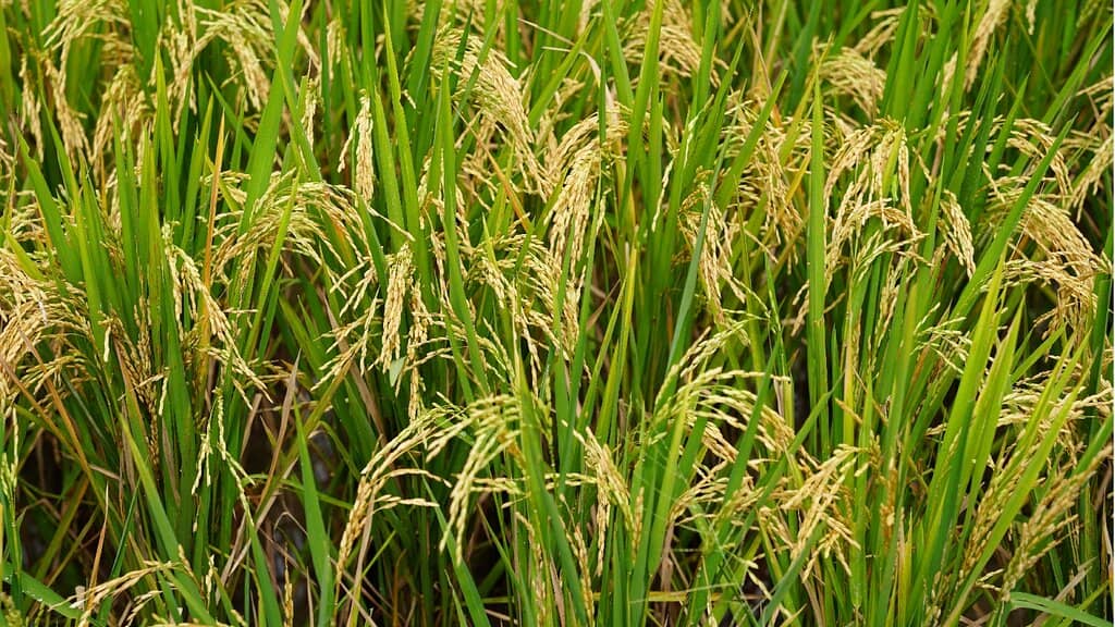 Charming Cafes & Shops