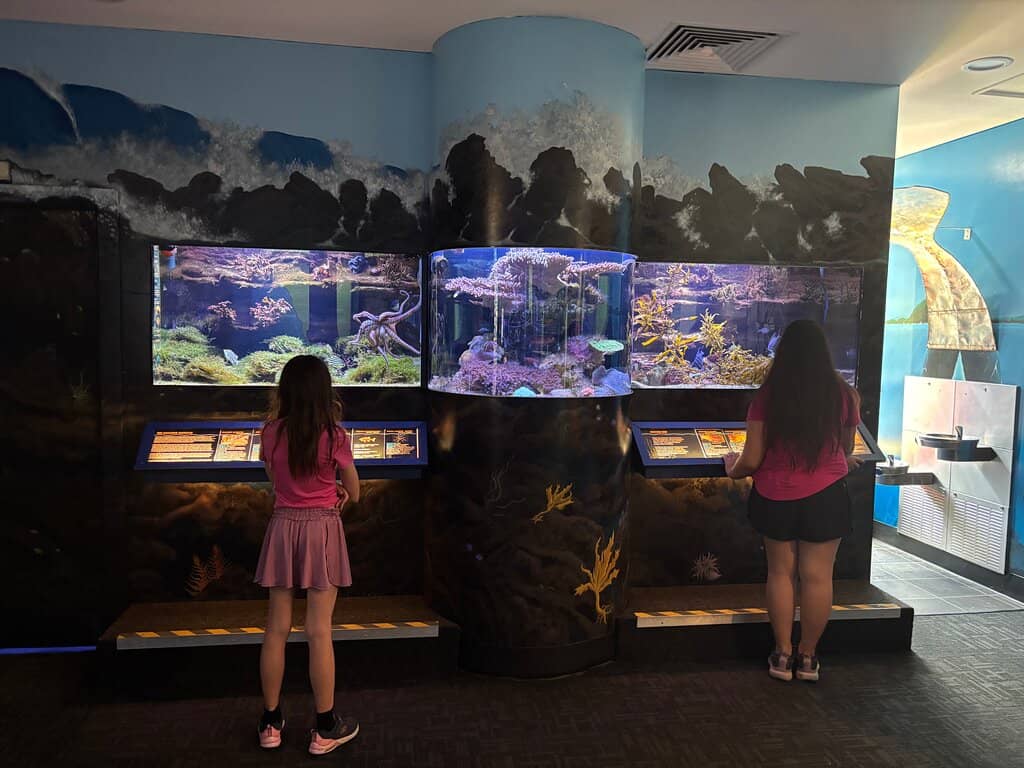 Interactive Touch Tank