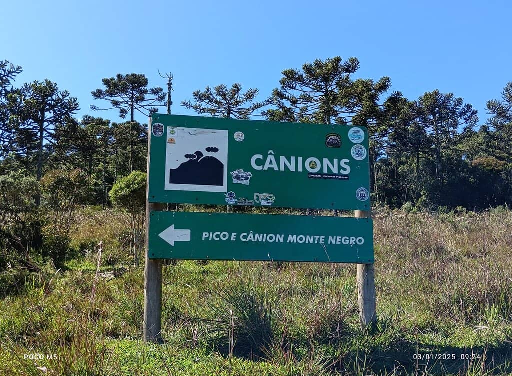 Forest and Araucária Trees