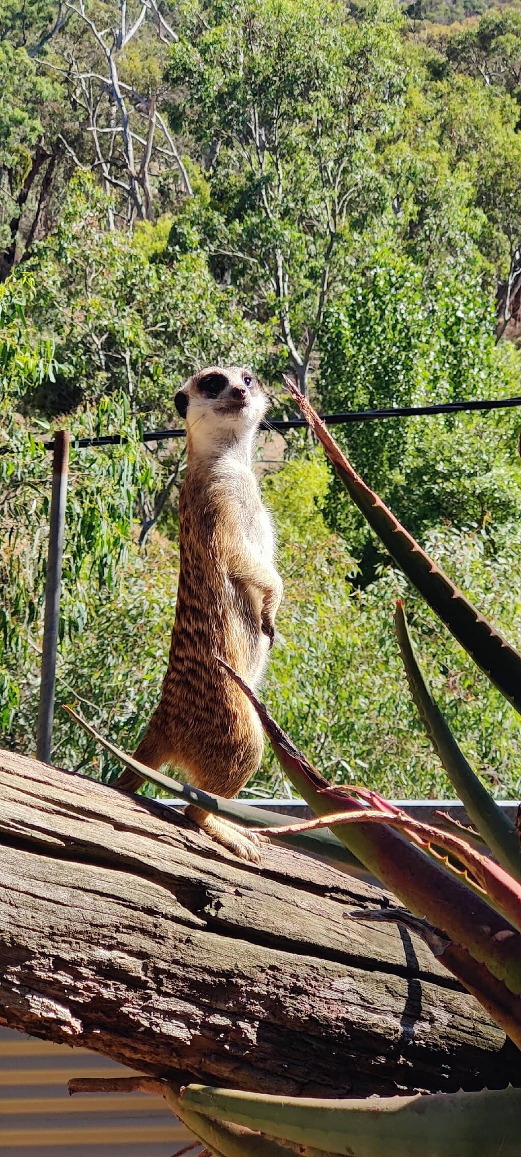 Wallaby & Kangaroo Interaction