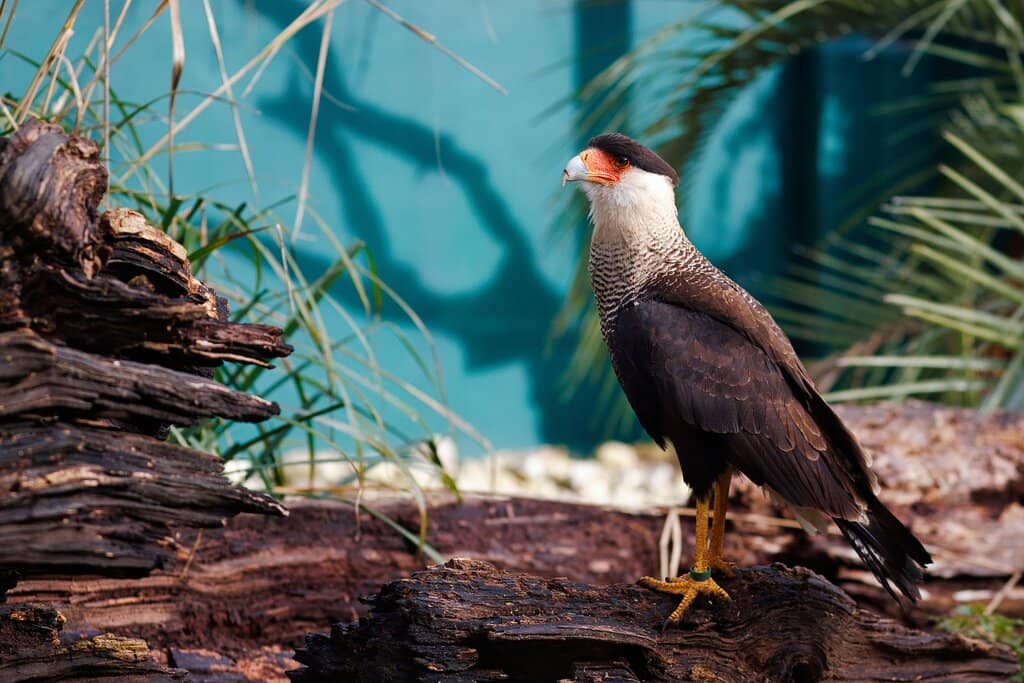 Tropical House Wonders