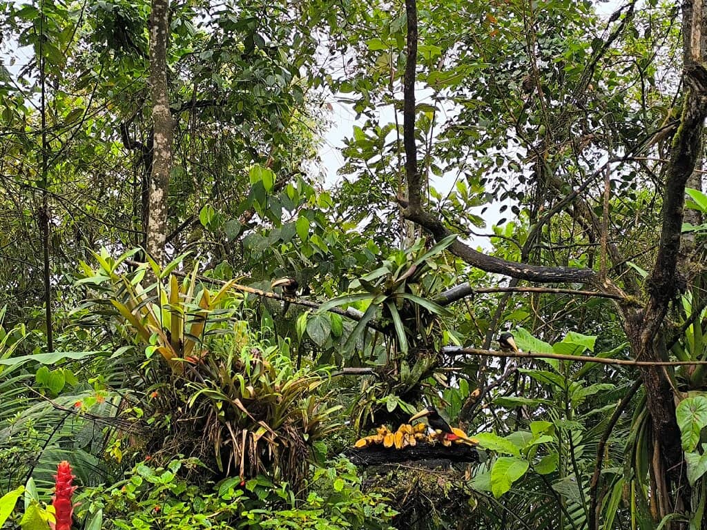 Panoramic Mindo Valley View