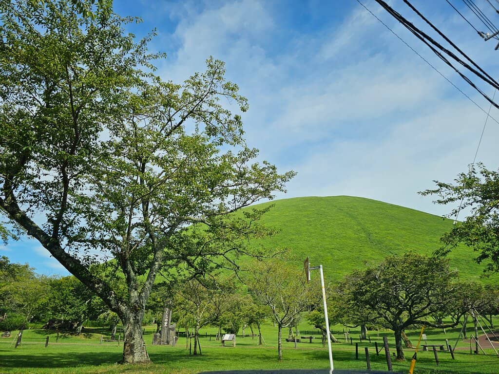 Cherry Blossom Spectacle