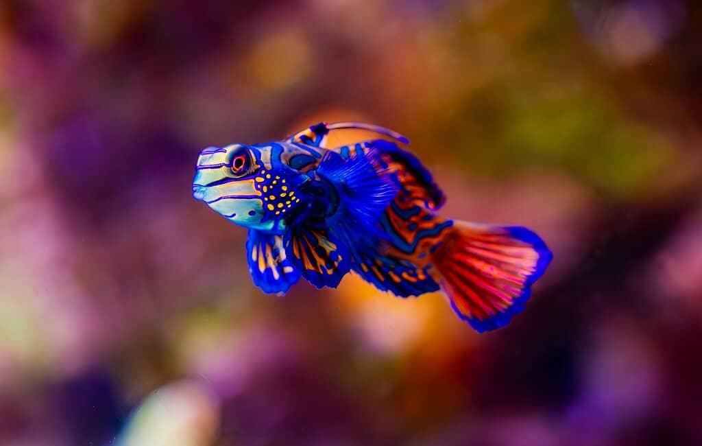 Tidal Pools & Interactive Zones