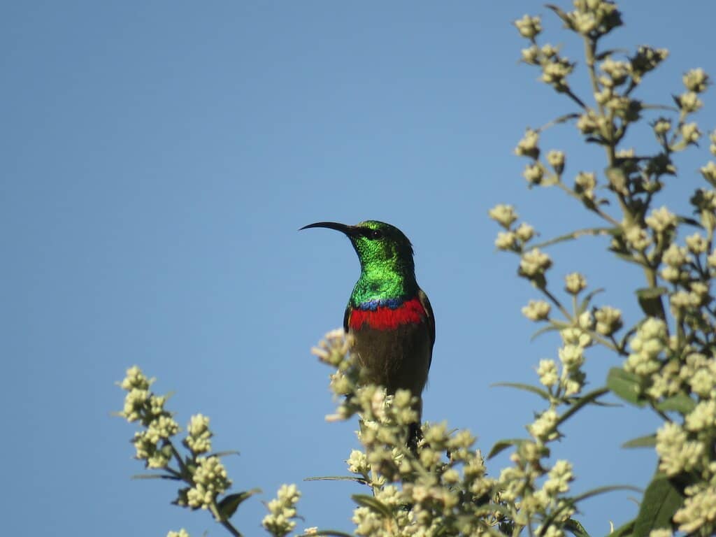 Picnic-Perfect Lawns