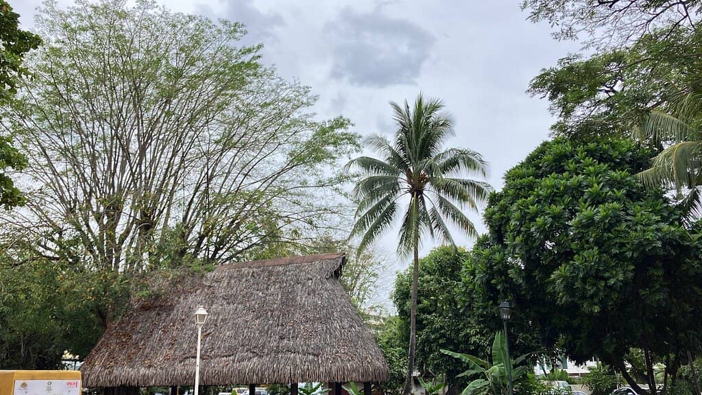 Tree-Topped Walkways