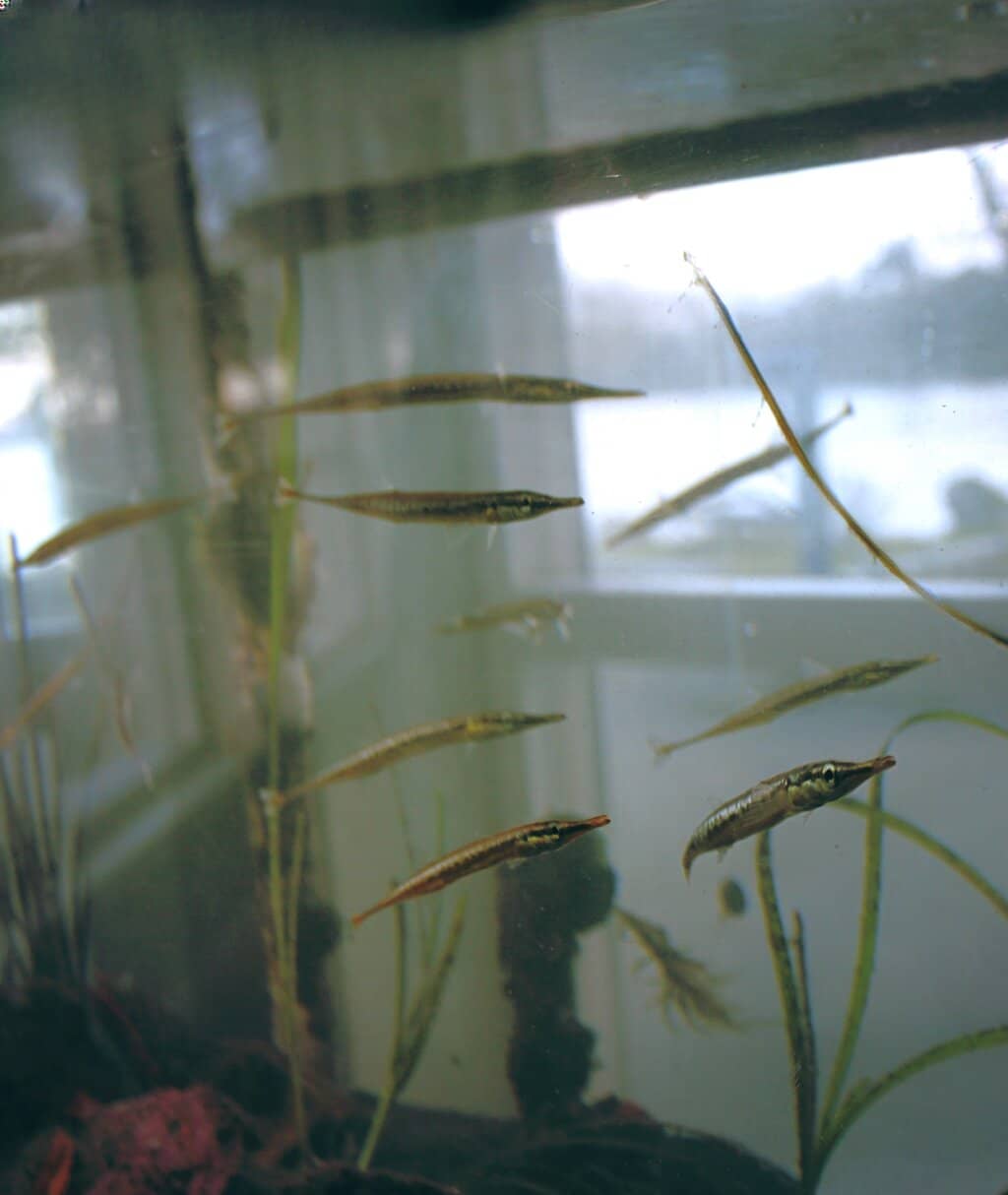 Local Marine Life Displays