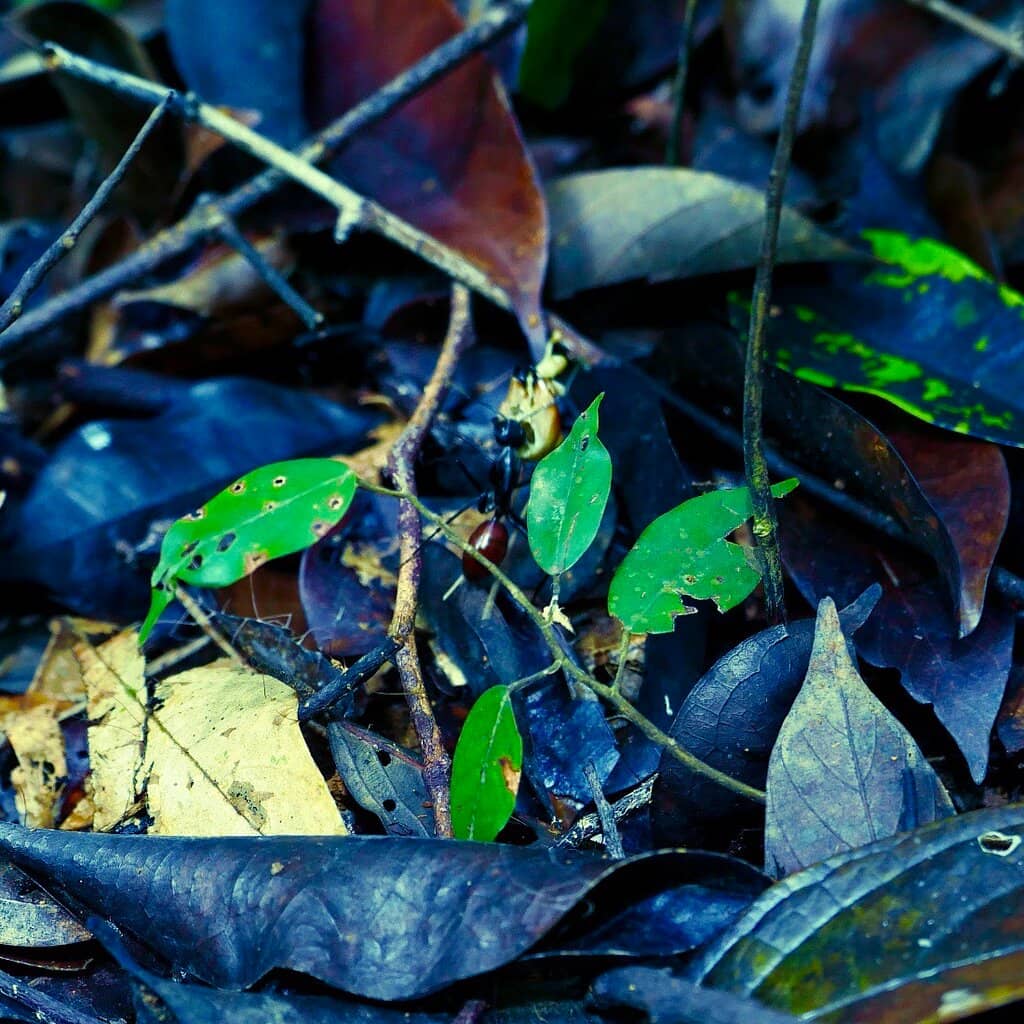 Summit Lookout Tower