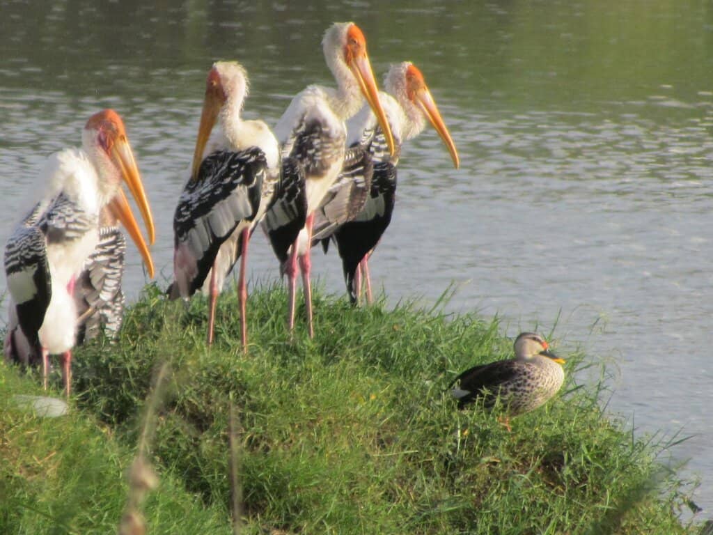 Scenic Walking Trails