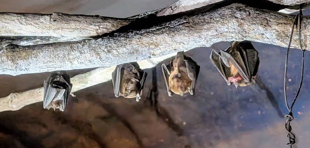 Close-Up Bat Viewing