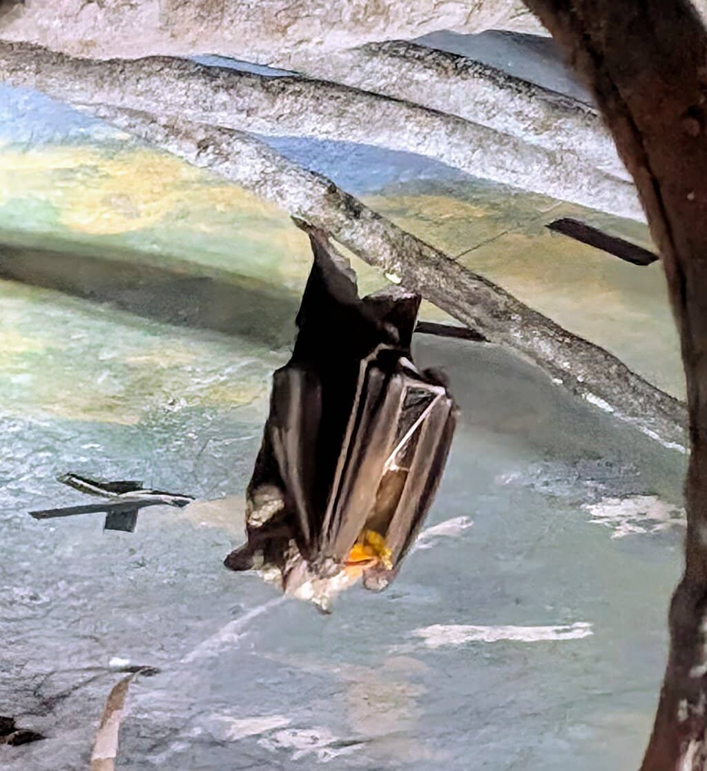 Conservation Education