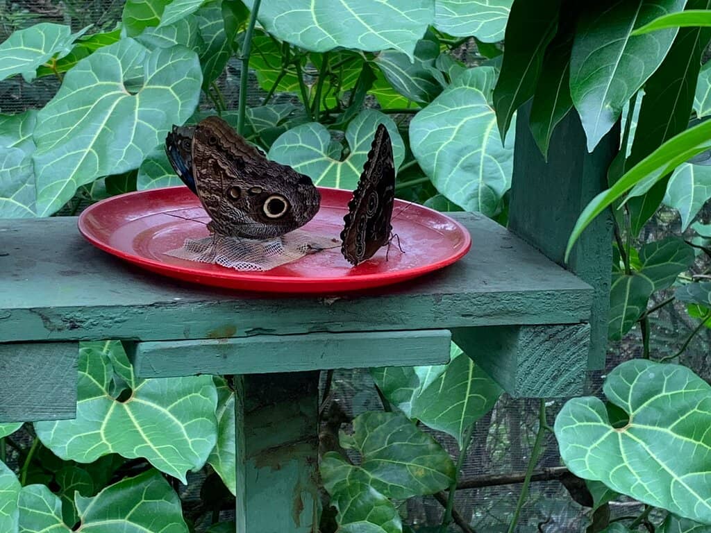 Caterpillar Encounters