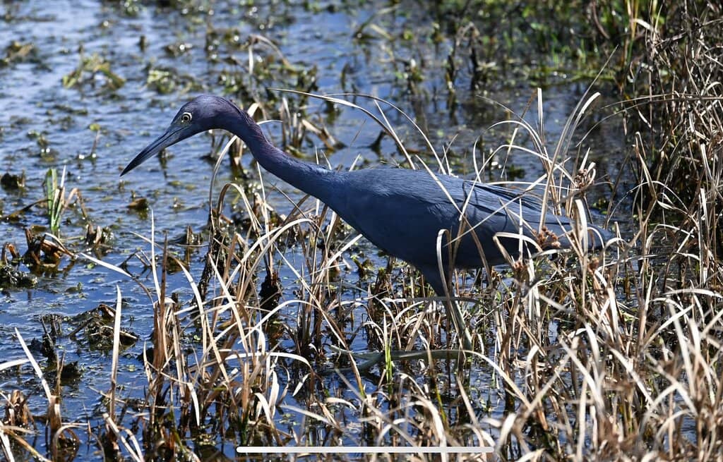 Birdwatching Paradise