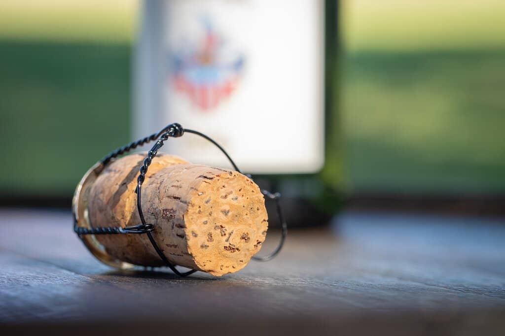 Friendly Feline Companions