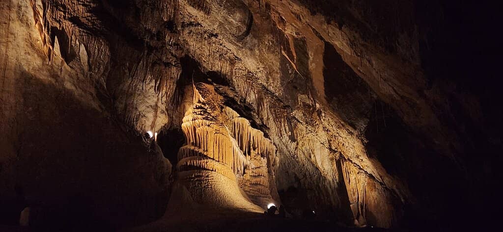 Glow Worms