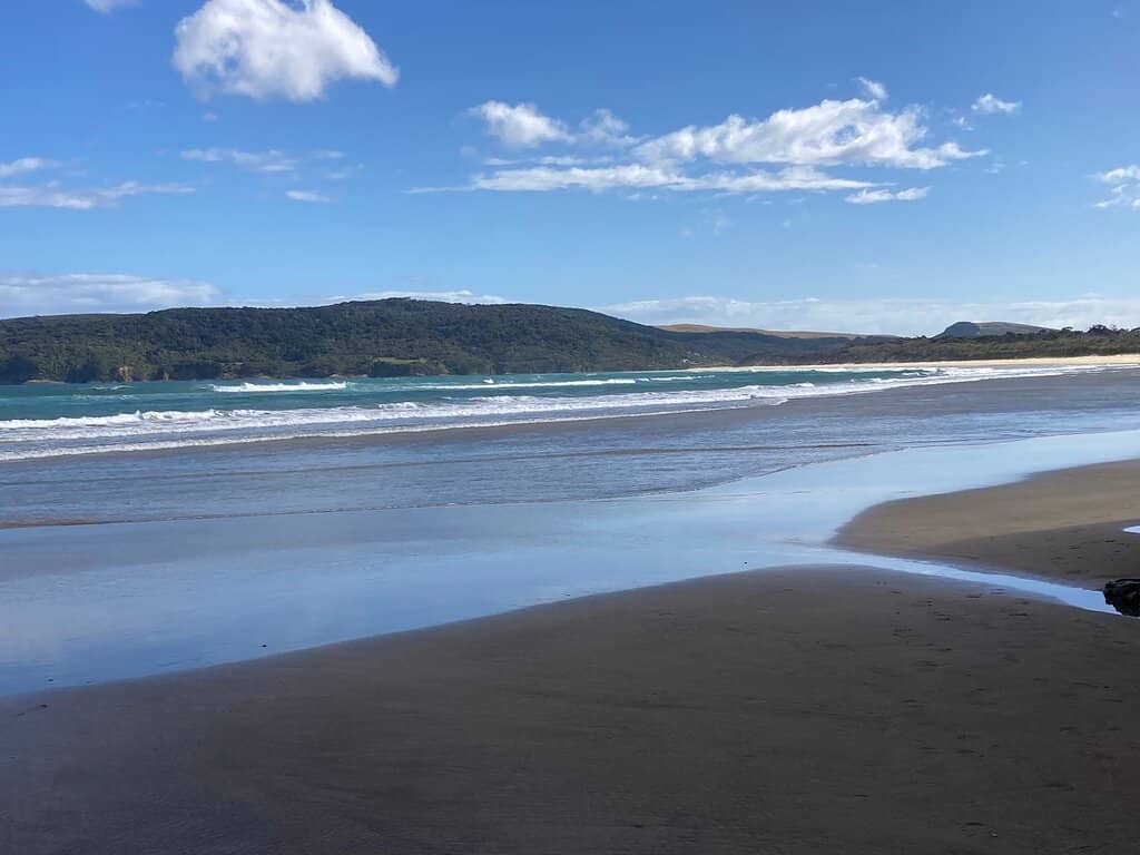 Potential Penguin Sightings