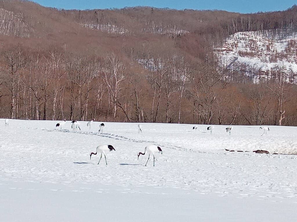 Kushiro Marshland Views