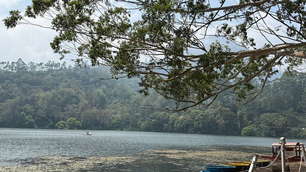 Pine Tree Lined Lake View
