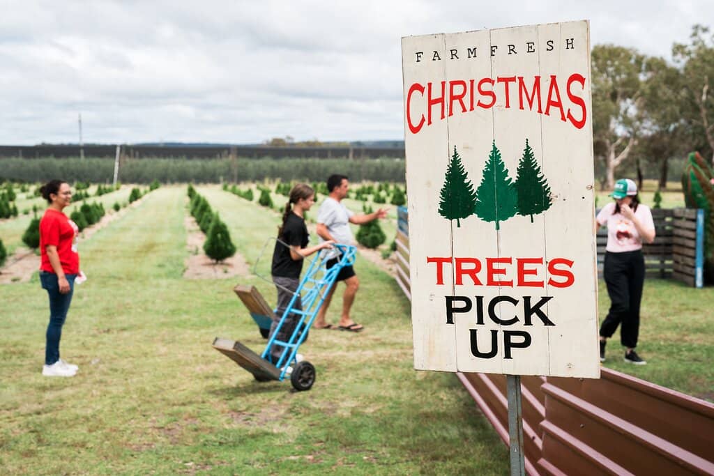 Real Christmas Tree Fields