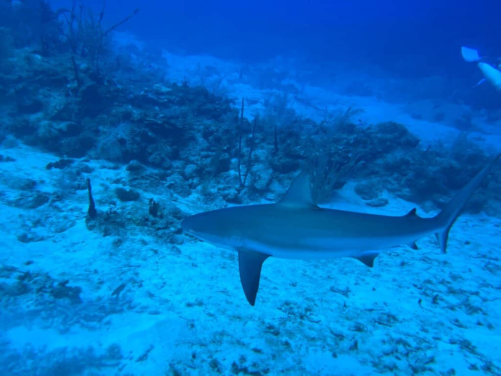 Pier Dive Exploration