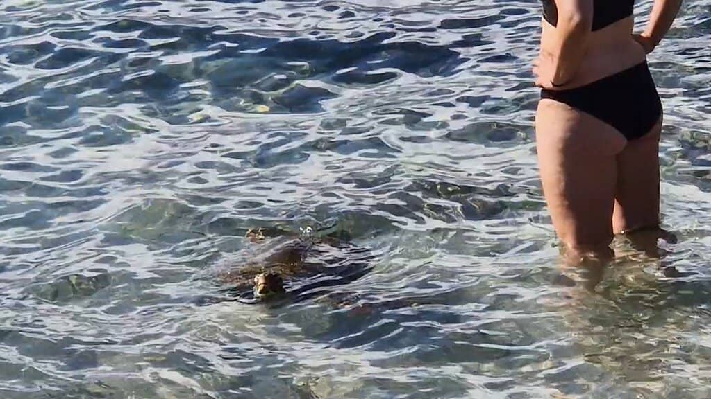 Sea Turtle Sanctuary