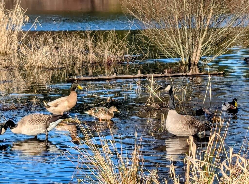 Sunrise at Bradley Lake