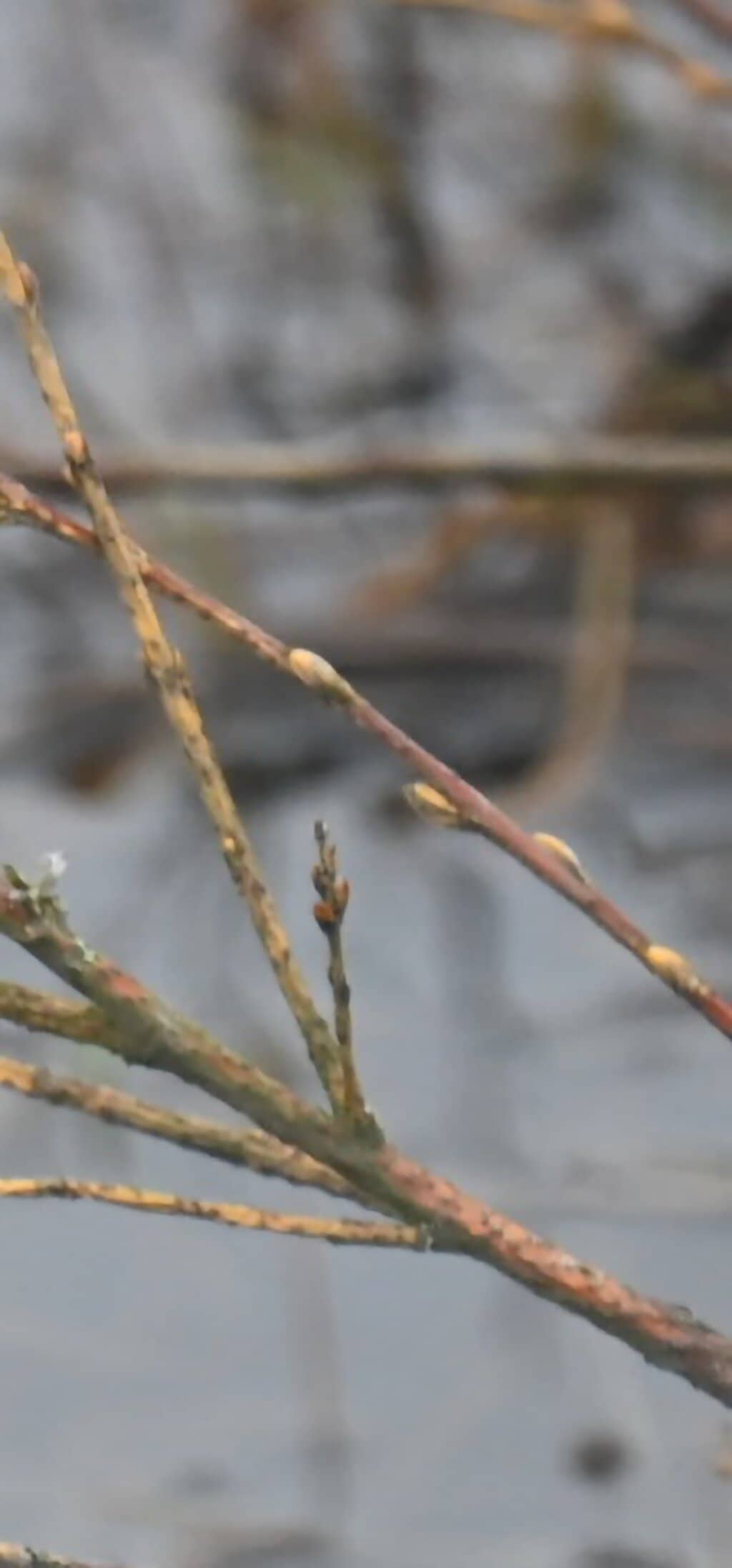 Rich Birdlife & Salt Marshes