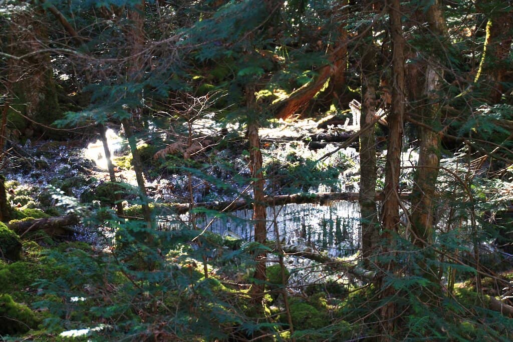 Moss-Covered Lava Walls