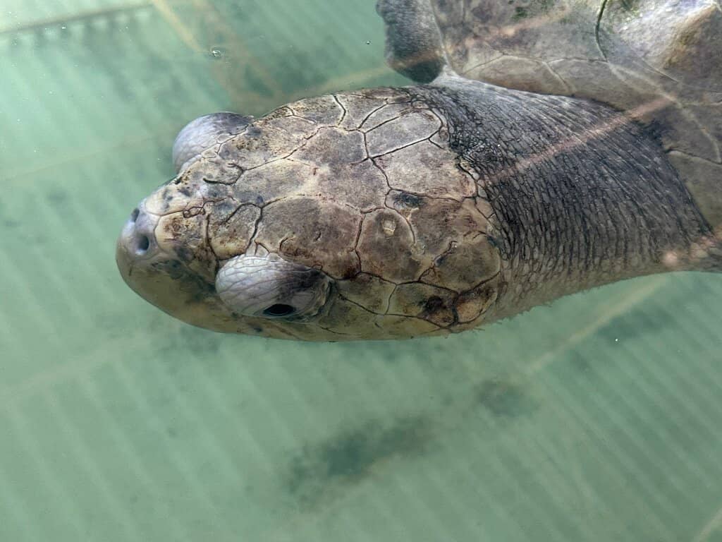 Meet the Resident Turtles